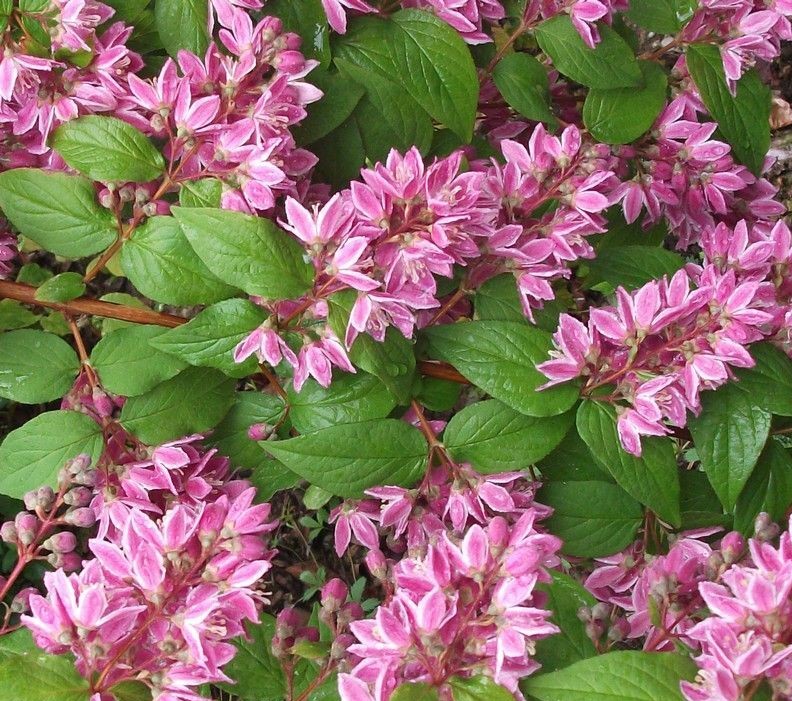 Дейция гибридная Турбиллон Руж